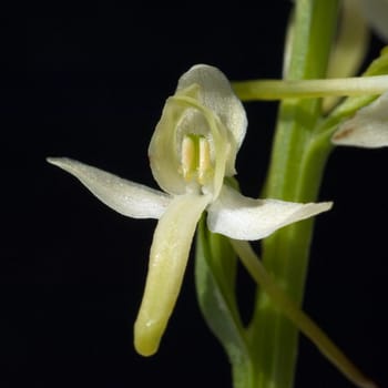 Gruene Waldhyazinthe, Platanthera chlorantha