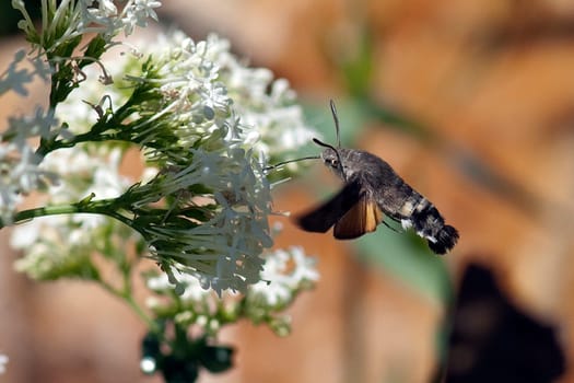 Taubenschwaenzchen  Macroglossum  stellatarum