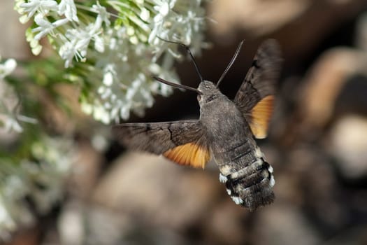 Taubenschwaenzchen  Macroglossum  stellatarum