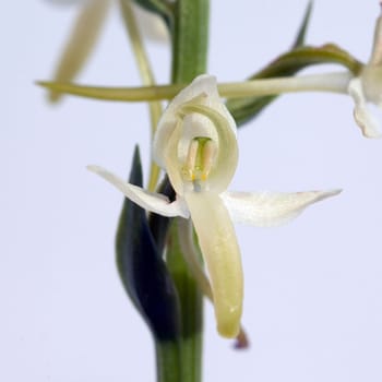 Gruene Waldhyazinthe, Platanthera chlorantha