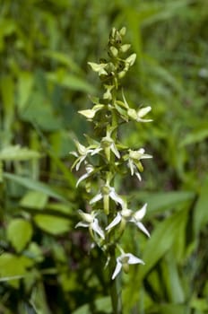 Gruene Waldhyazinthe, Platanthera chlorantha