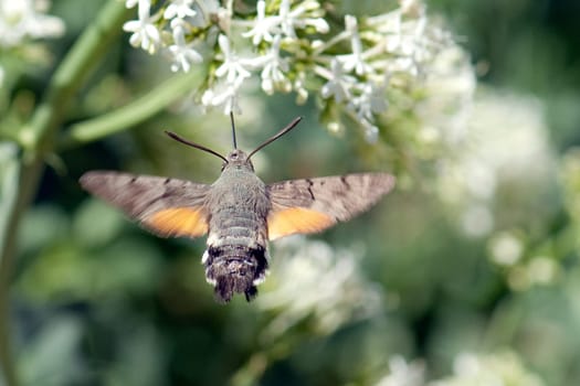 Taubenschwaenzchen  Macroglossum  stellatarum