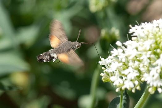 Taubenschwaenzchen  Macroglossum  stellatarum