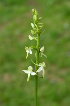 Gruene Waldhyazinthe, Platanthera chlorantha