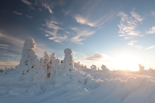 Snow covered pine trees on top of the mountain during sunset