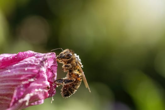 Macro photo of honey bee  posing on  Hibiscus flower. Horizontally.