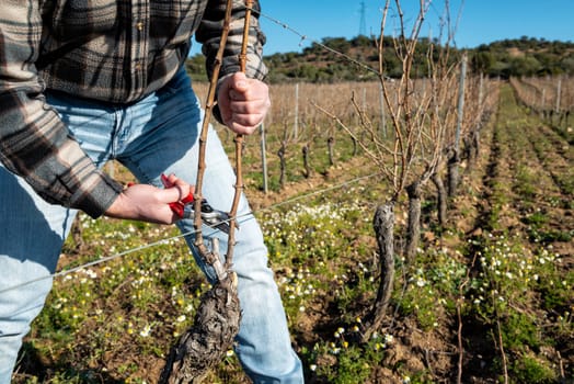 Winegrower pruning the vineyard with professional steel scissors. Traditional agriculture. Winter pruning, Guyot method.