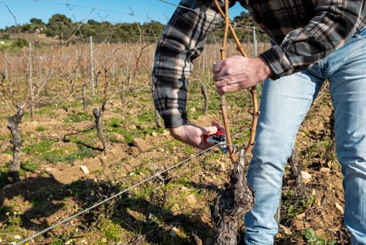 Winegrower pruning the vineyard with professional steel scissors. Traditional agriculture. Winter pruning, Guyot method.
