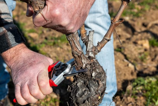 Winegrower pruning the vineyard with professional steel scissors. Traditional agriculture. Winter pruning, Guyot method.