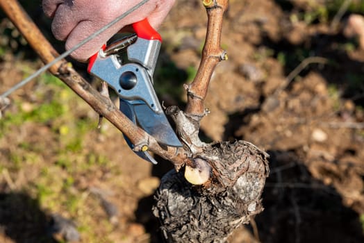 Winegrower pruning the vineyard with professional steel scissors. Traditional agriculture. Winter pruning, Guyot method.