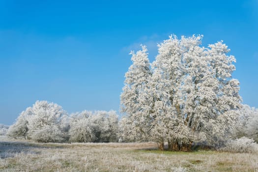 Landscape panorama with hawthorn and maple trees in a public park near Magdeburg in Germany in winter