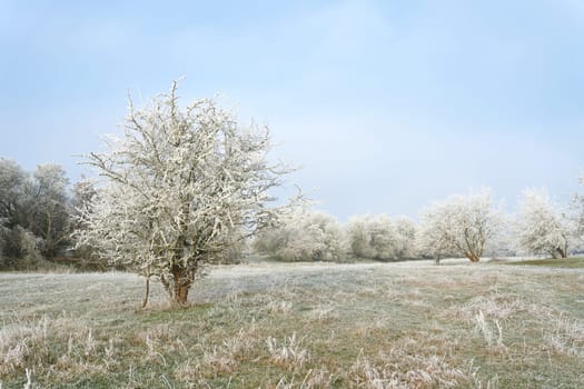 Landscape panorama with hawthorn Crataegus monogyna in a public park near Magdeburg in Germany on a cold winter day
