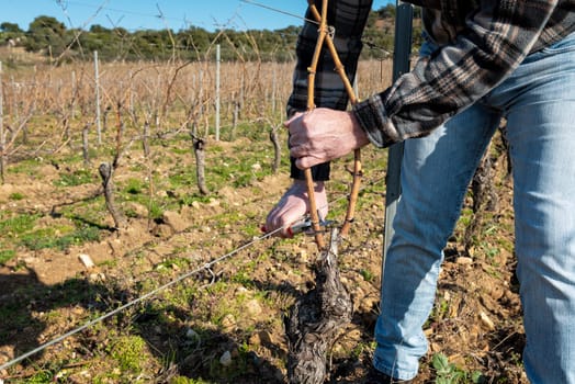 Winegrower pruning the vineyard with professional steel scissors. Traditional agriculture. Winter pruning, Guyot method.