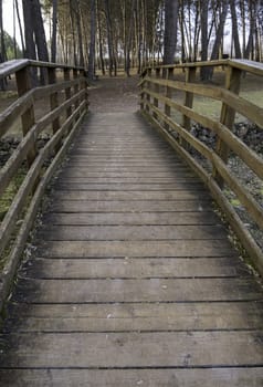 Detail of access for pedestrians in a forest in nature