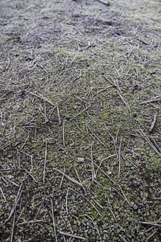 Detail of the ground of a frozen forest in the middle of cold winter, nature