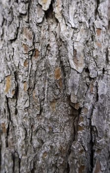 Textured tree background detail, nature in a forest