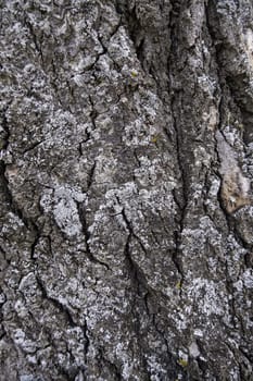 Textured tree background detail, nature in a forest