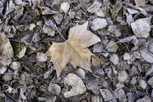 Detail of dry tree leaves on a cold winter day, ice and snow
