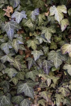 Background detail of decorative green plants, nature and life