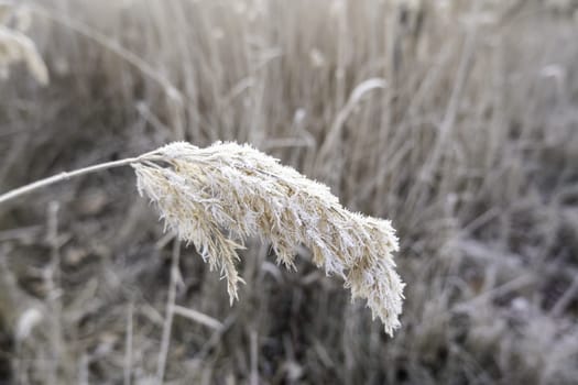 Detail of dry tree leaves on a cold winter day, ice and snow