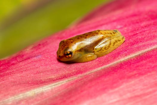 Boophis frog, Juvenile, genus in the mantellid frog subfamily Boophinae, commonly known as bright-eyed or skeleton frogs. Ranomafana National Park, Madagascar wildlife animal