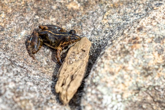Mantidactylus ulcerosus, endemic species of frog in the family Mantellidae. Ambalavao, Andringitra National Park. Madagascar wildlife animal