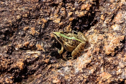 Mascarene grass frog (Ptychadena mascareniensis), or Mascarene ridged frog, endemic species of frog in the family Ptychadenidae. Ambalavao, Andringitra National Park, Madagascar wildlife animal