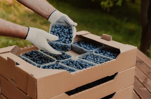 Male hands holding plastic container with large blueberries over cardboard box or crate full of blueberry. Berry shipping, delivery concept. Seller showcase the product. Worker show collected product