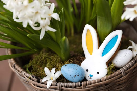 Easter bunny gingerbread cookie laying on the hyacinth flowerpot, moss. Rabbit ears are colored with yellow blue as Ukraine flag. White and blue Easter eggs. White flowers close up. High quality photo