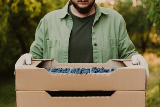 Male farmer hands take and hold cardboard box from stack full of plastic containers with large blueberries. Berry shipping, cultivating, delivery concept. Worker showcase and show collected product