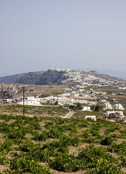 Assyrtiko - indigenous wine grape in wineyard on Santorini Island, Greece