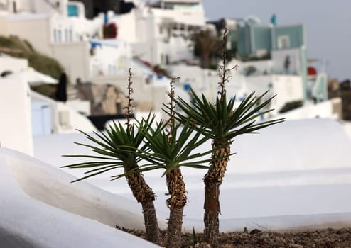 Santorini, Greece. Green succulents with white houses background.