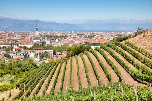 Turin, Italy - August 2022: panorama with Mole Antonelliana monument, wineyard and Alps mountains