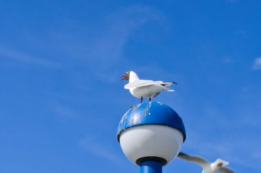 Seagull standing on lampshade on the Baltic Sea by the sea. The bird looks into the sunset. The plumage in white and gray black. Animal photo of seagulls on the coast