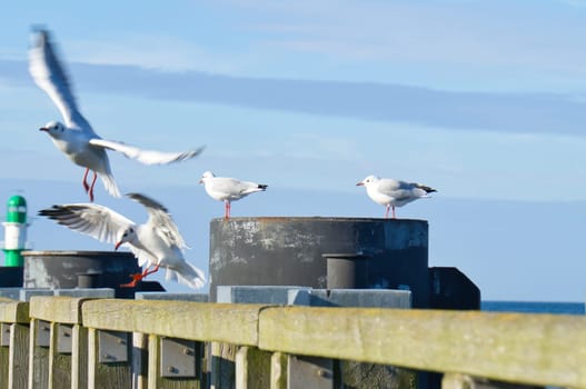 Seagull on the jetty at the Baltic Sea by the sea. The bird looks into the sunset. The plumage in white and gray black. Animal photo of seagulls on the coast
