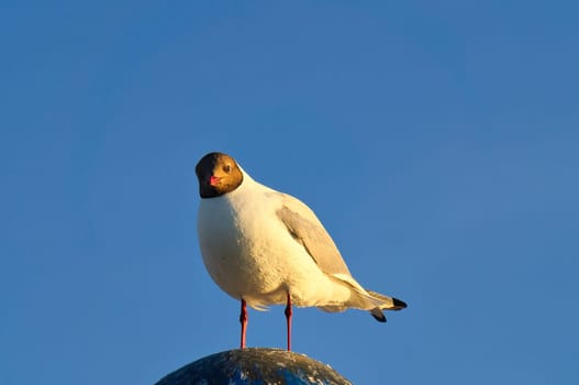 Seagull standing on lampshade on the Baltic Sea by the sea. The bird looks into the sunset. The plumage in white and gray black. Animal photo of seagulls on the coast