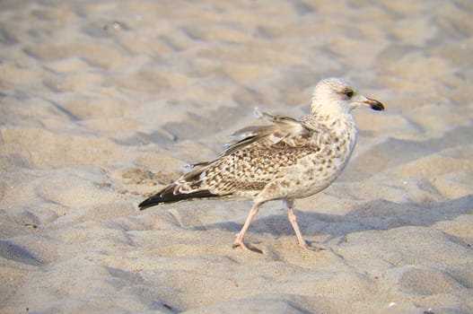 Seagull on the beach in Zingst. Bird running through the sand on the seashore. Animal photo from the Baltic Sea
