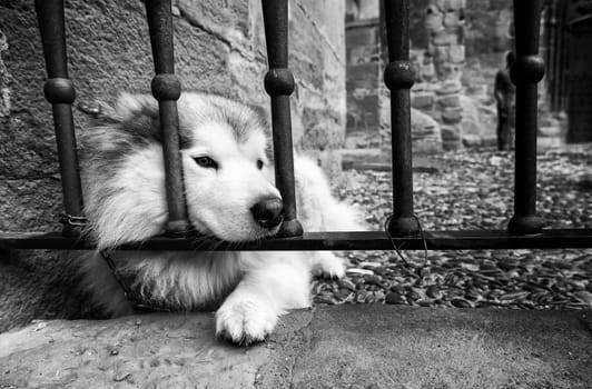 Detail of but exotic domestic, relax in the street, pet