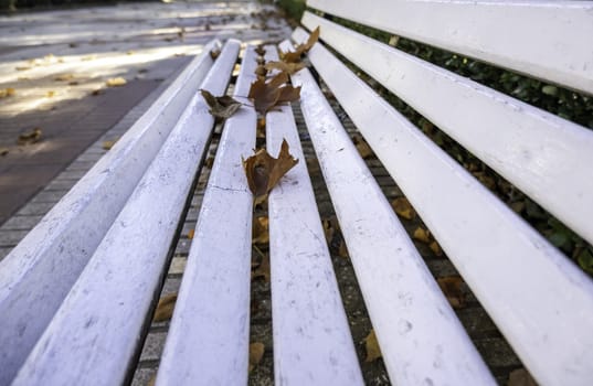 Detail of a public park on a cold autumn day in the city