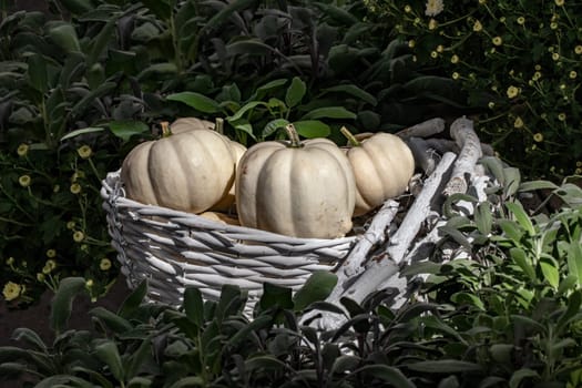 Autumn theme. Selective focus on decorative white pumpkins in a sunlit white wicker basket surrounded by blurred fresh green plants. Halloween and thanksgiving day.