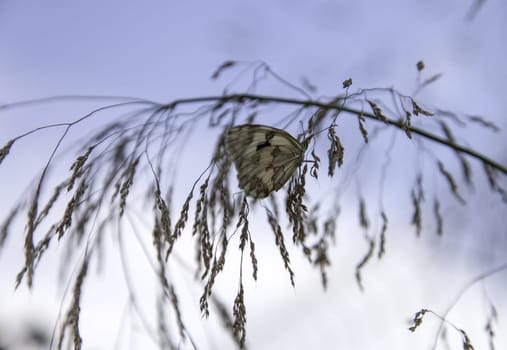 Detail of insect in nature, natural beauty