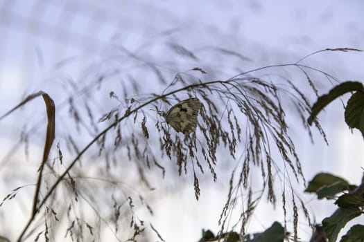 Detail of insect in nature, natural beauty