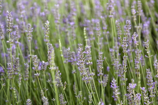 Detail of aromatic flowers in nature, natural beauty