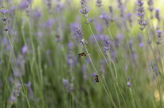 Detail of insect pollinating wild plants in nature