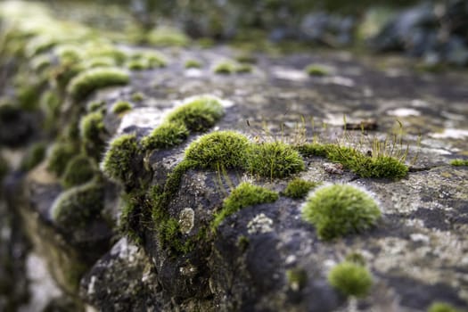 Detail of humidity and cold in an old cement wall
