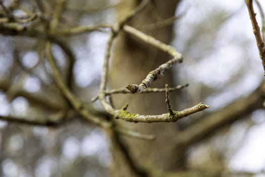 Detail of old dry tree branches in a forest in nature