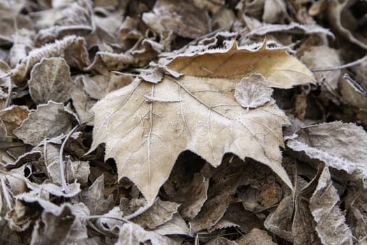 Detail of dry tree leaves on a cold winter day, ice and snow
