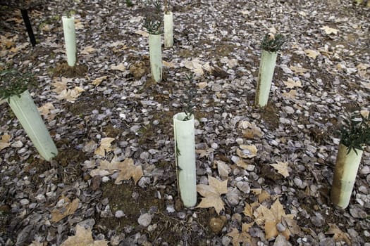 Detail of artisan cultivation of olive trees for the production of olive oil in Spain