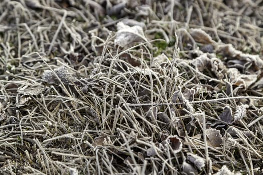 Detail of the ground of a frozen forest in the middle of cold winter, nature