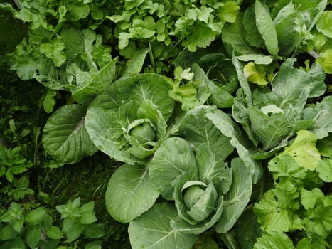 Green cabbage heads with dew drops top view